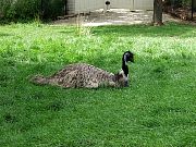 2002072502Zoo02.jpg