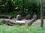 2002072502Zoo05.jpg