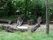 2002072502Zoo06.jpg
