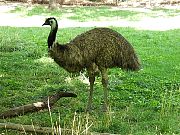 2002072502Zoo09.jpg