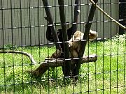 2002072502Zoo35.jpg