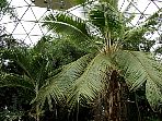 BotanicalCenter20030302026.jpg