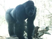 2004AprilKCZoo53.jpg