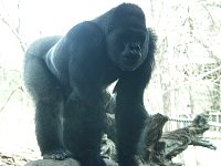 2004AprilKCZoo54.jpg