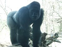 2004AprilKCZoo55.jpg