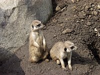 2004AprilKCZoo84.jpg