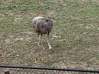 2004AprilKCZoo89.jpg
