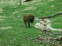 2004AprilKCZoo96.jpg