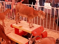 2004AugIAStateFair37.jpg
