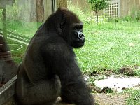 2004July23OmahaZoo057.jpg