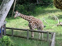 2005July8Zoo44.jpg