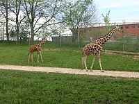 200710MayDMZoo116.jpg