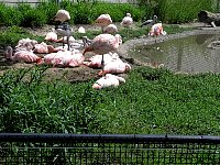2009May21Zoo006.jpg