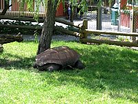 2009May21Zoo011.jpg