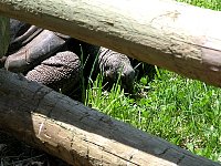 2009May21Zoo013.jpg