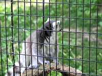 2009May21Zoo014.jpg