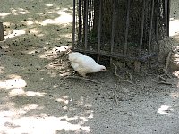 2009May21Zoo020.jpg