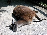2009May21Zoo024.jpg