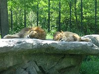 2009May21Zoo033.jpg