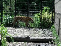 2009May21Zoo034.jpg