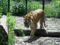 2009May21Zoo035.jpg