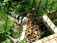 2009May21Zoo037.jpg