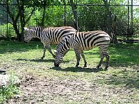 2009May21Zoo038.jpg