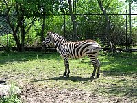 2009May21Zoo039.jpg