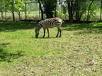 2009May21Zoo041.jpg