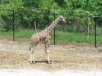 2009May21Zoo043.jpg