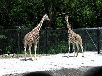 2009May21Zoo044.jpg