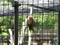 2009May21Zoo046.jpg