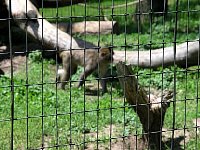 2009May21Zoo047.jpg