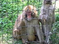 2009May21Zoo048.jpg