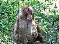 2009May21Zoo049.jpg