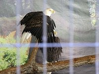 2009May21Zoo051.jpg