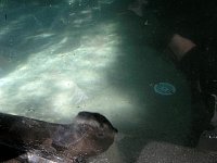 2009May21Zoo066.jpg