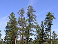 2009JulySD0441.jpg